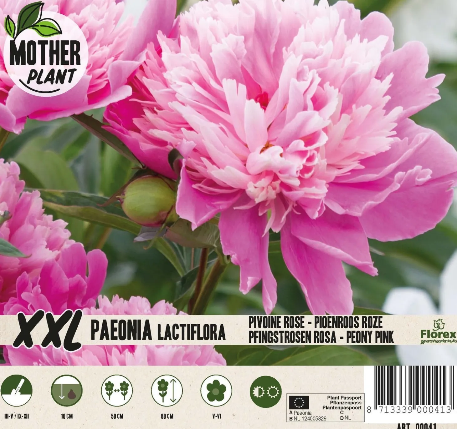 Florex Moederplant Pioenroos (Paeonia) roze