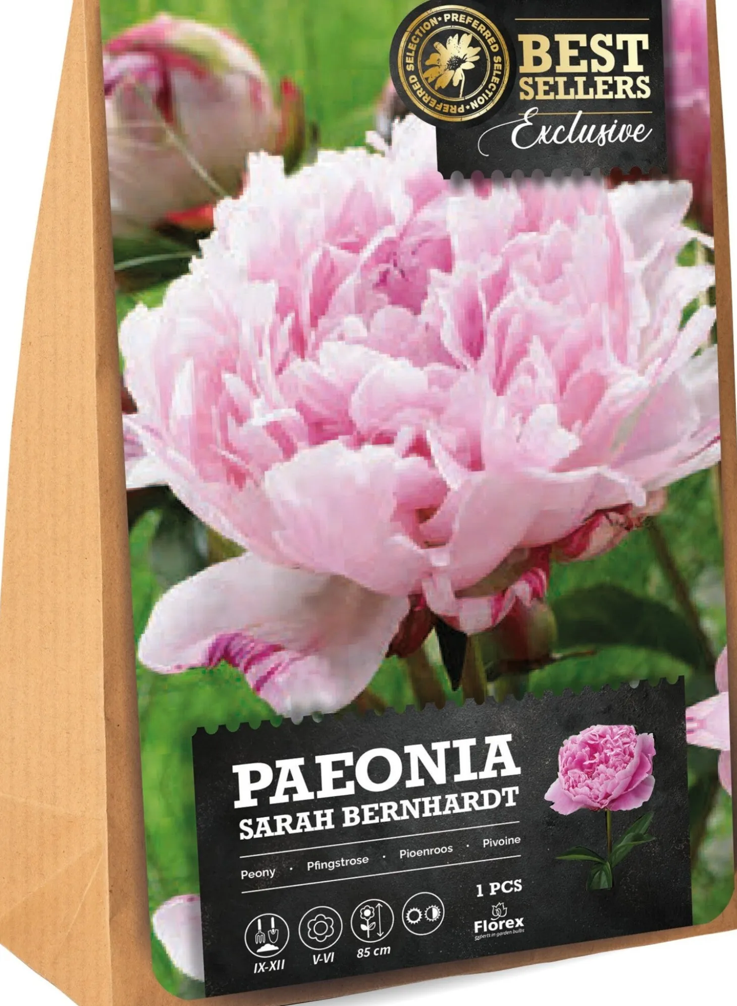Florex Pioen knol (Paeonia 'Sarah Bernhard')