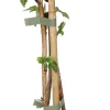Framboos (Rubus idaeus 'Summer Chef') D 19 H 50 cm