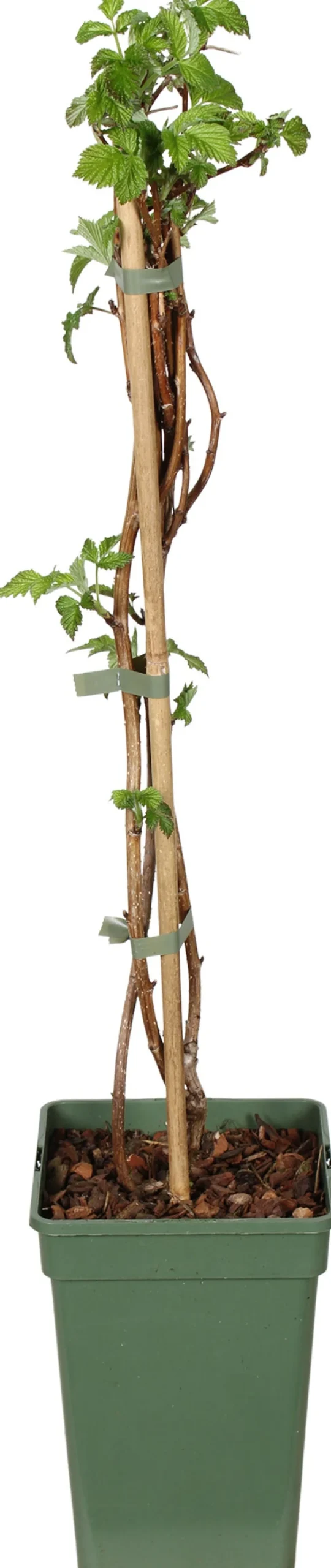 Framboos (Rubus idaeus 'Summer Chef') D 19 H 50 cm