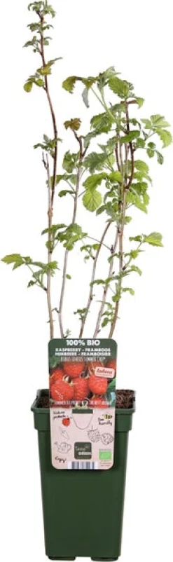 Framboos (Rubus idaeus 'Summer Chef') D 19 H 50 cm