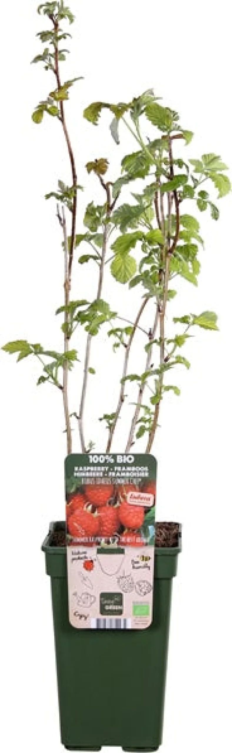 Framboos (Rubus idaeus 'Summer Chef') D 19 H 50 cm