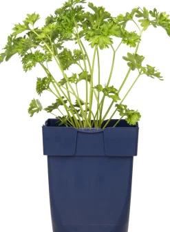 Gekrulde peterselie (Petroselinum crispum) D 11 H 10 cm