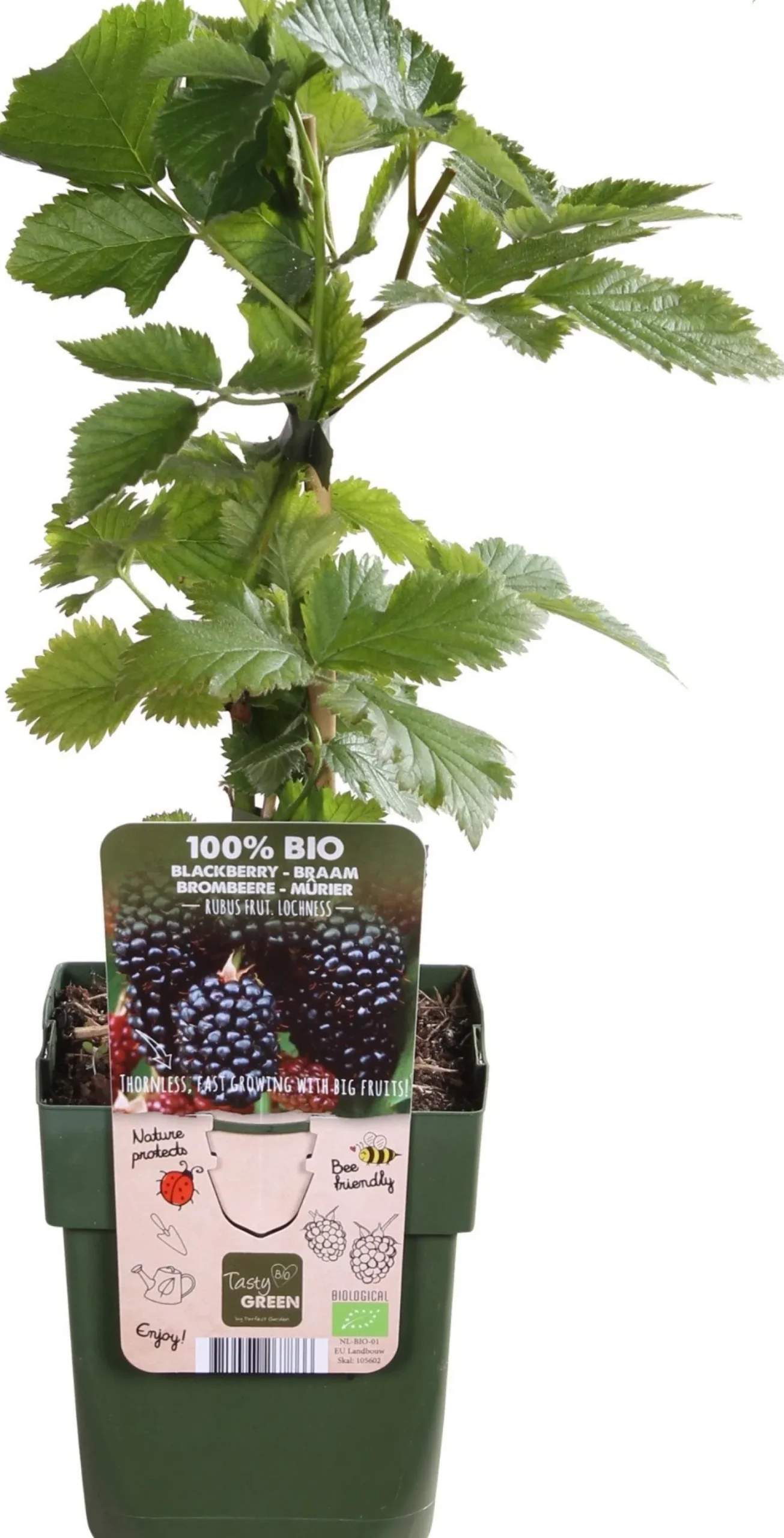 Gewone braam (Rubus fruticosus) D 13 H 45 cm