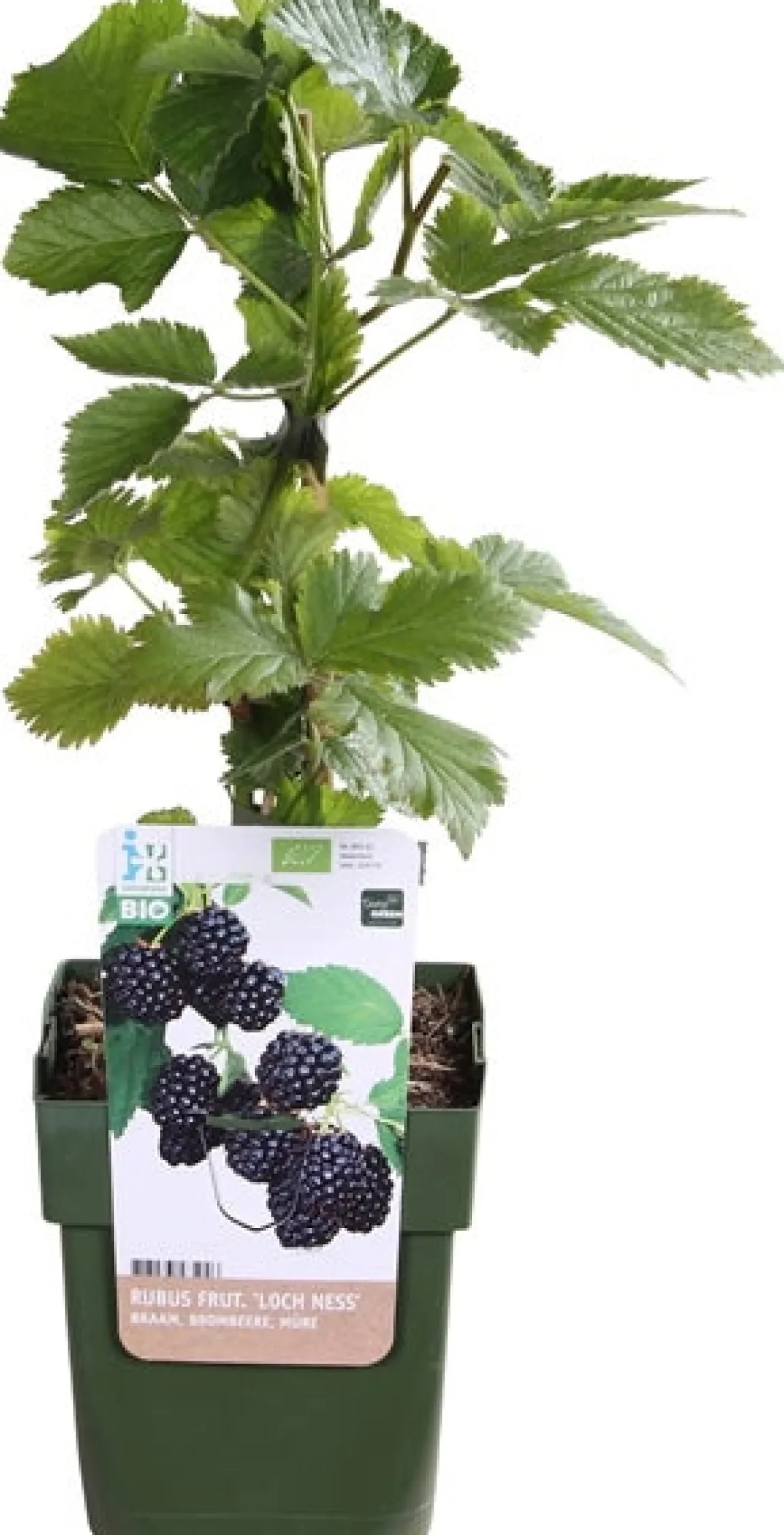 Gewone braam (Rubus fruticosus) D 13 H 45 cm