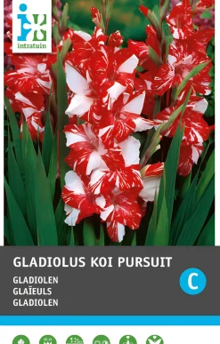 Gladiool (Gladiolen 'Koi Pursuit') 10 stuks