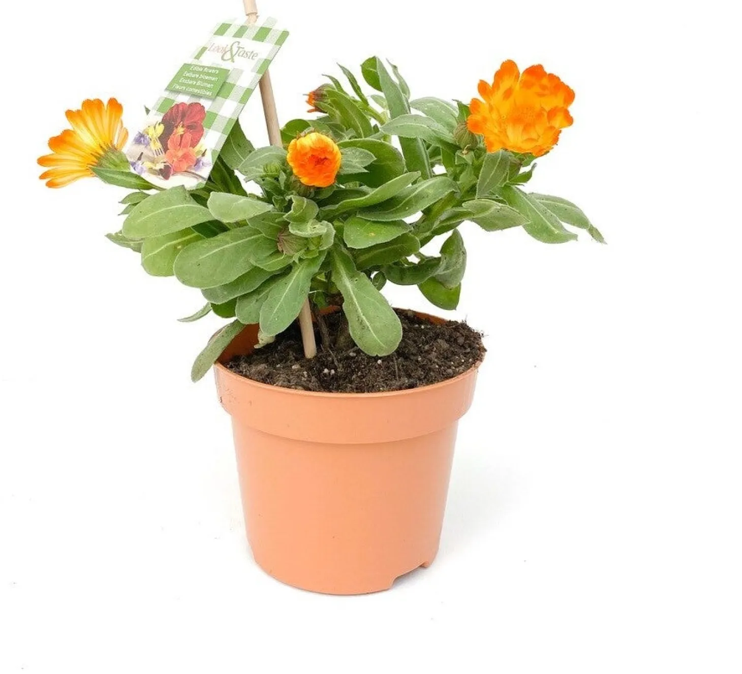 Goudsbloem (Calendula officinalis) D 12 H 22 cm