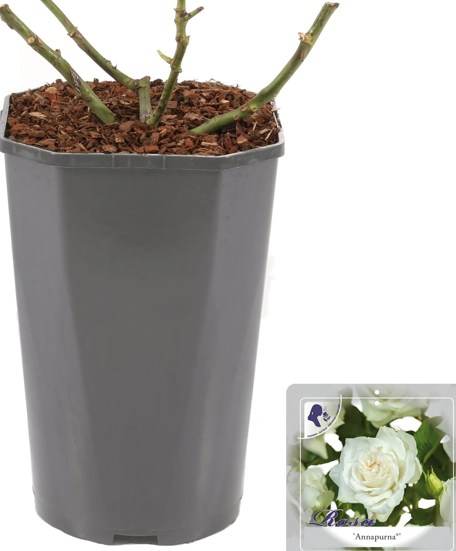 Grootbloemige Roos (Rosa 'Annapurna') D 23 H 25 cm