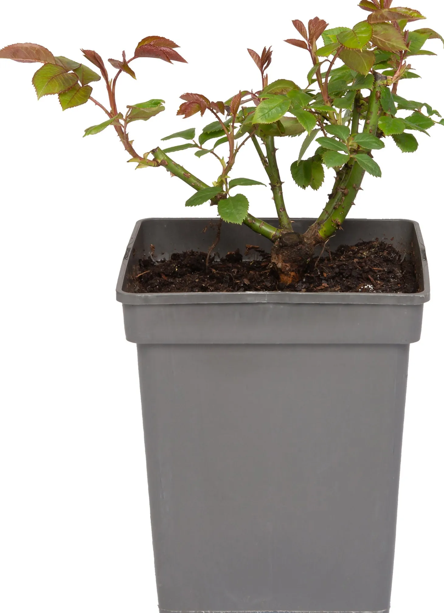 Grootbloemige Roos (Rosa 'Annapurna') D 23 H 25 cm