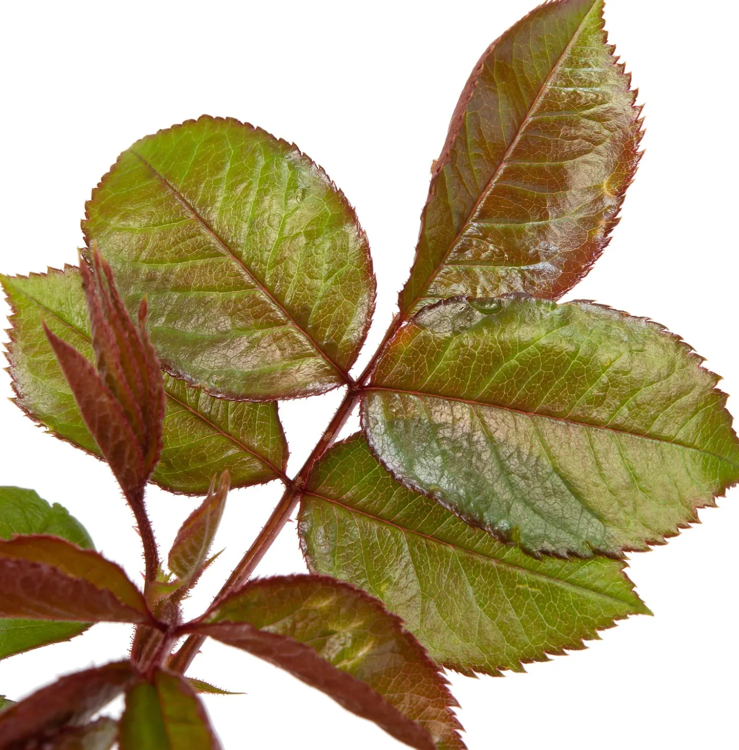 Grootbloemige Roos (Rosa 'Annapurna') D 23 H 25 cm