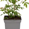 Grootbloemige Trosroos (Rosa 'Schneewittchen') D 23 H 25 cm