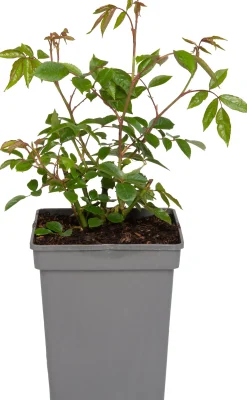 Grootbloemige Trosroos (Rosa 'Schneewittchen') D 23 H 25 cm