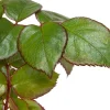 Grootbloemige Trosroos (Rosa Chippendale) D 23 H 25 cm