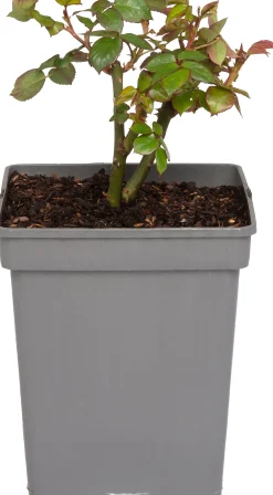 Grootbloemige Trosroos (Rosa Chippendale) D 23 H 25 cm