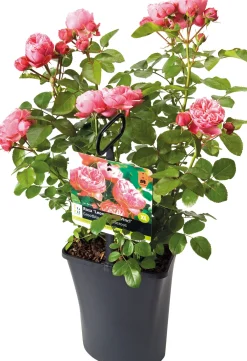Grootbloemige Trosroos (Rosa 'Leonardo Da Vinci') D 23 H 25 cm
