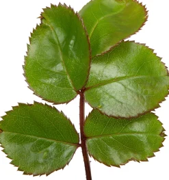 Grootbloemige Trosroos (Rosa 'Leonardo Da Vinci') D 23 H 25 cm