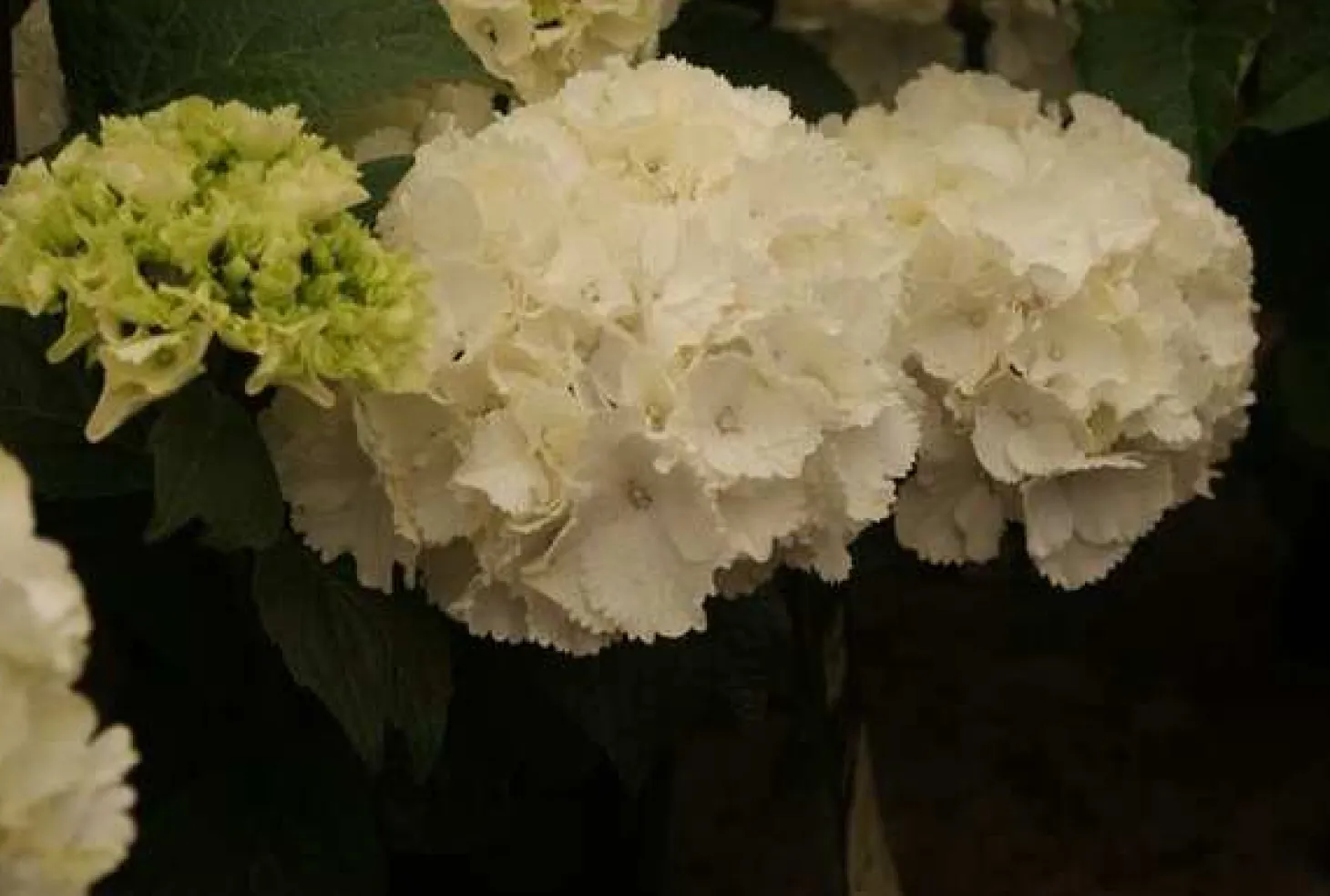 Hortensia (Hydrangea macrophylla 'Schneeball') H 20-25 cm