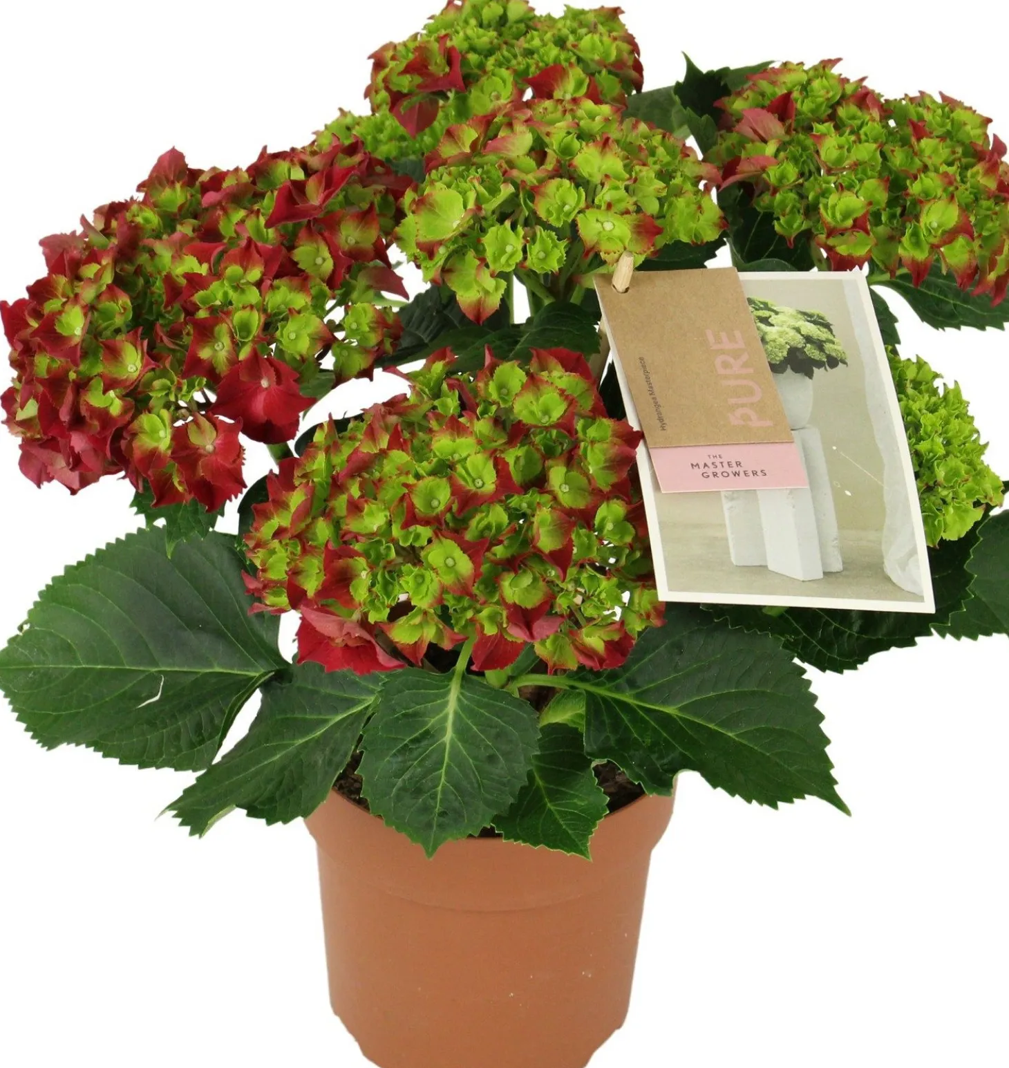 Hortensia (Hydrangea macrophylla 'Magical Revolution') D 14 H 35 cm