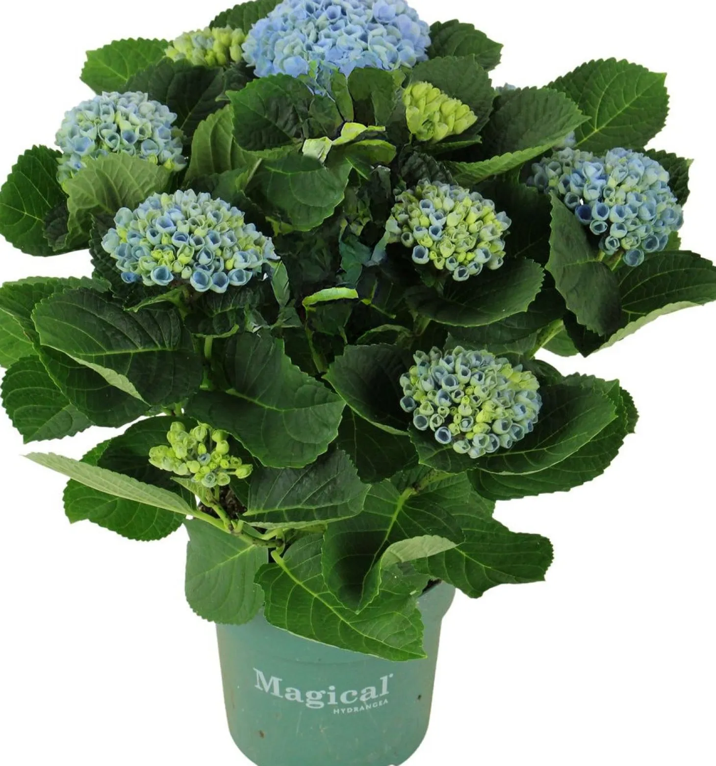 Hortensia (Hydrangea macrophylla 'Magical Revolution') D 14 H 35 cm