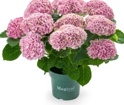 Hortensia (Hydrangea macrophylla 'Magical Revolution') D 14 H 35 cm