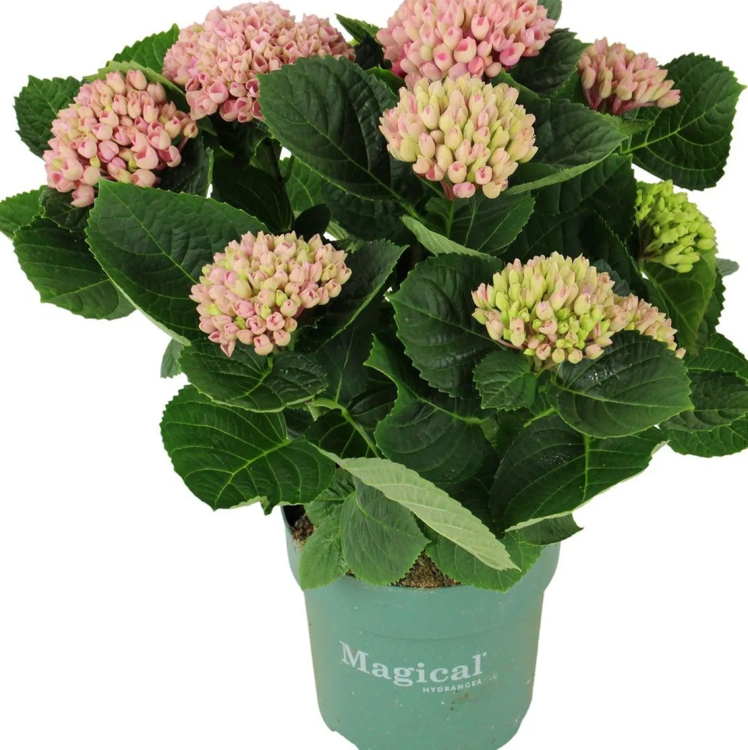 Hortensia (Hydrangea macrophylla 'Magical Revolution') D 14 H 35 cm