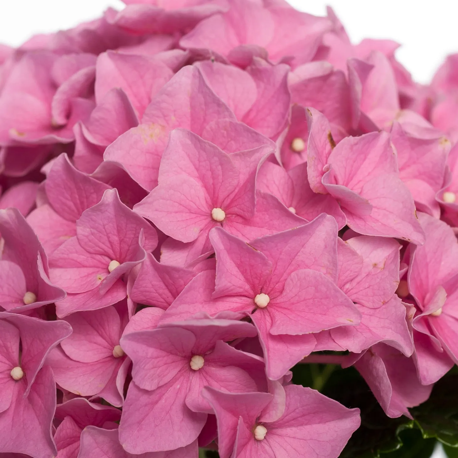 Hortensia (Hydrangea macrophylla) roze D 10 H 20 cm