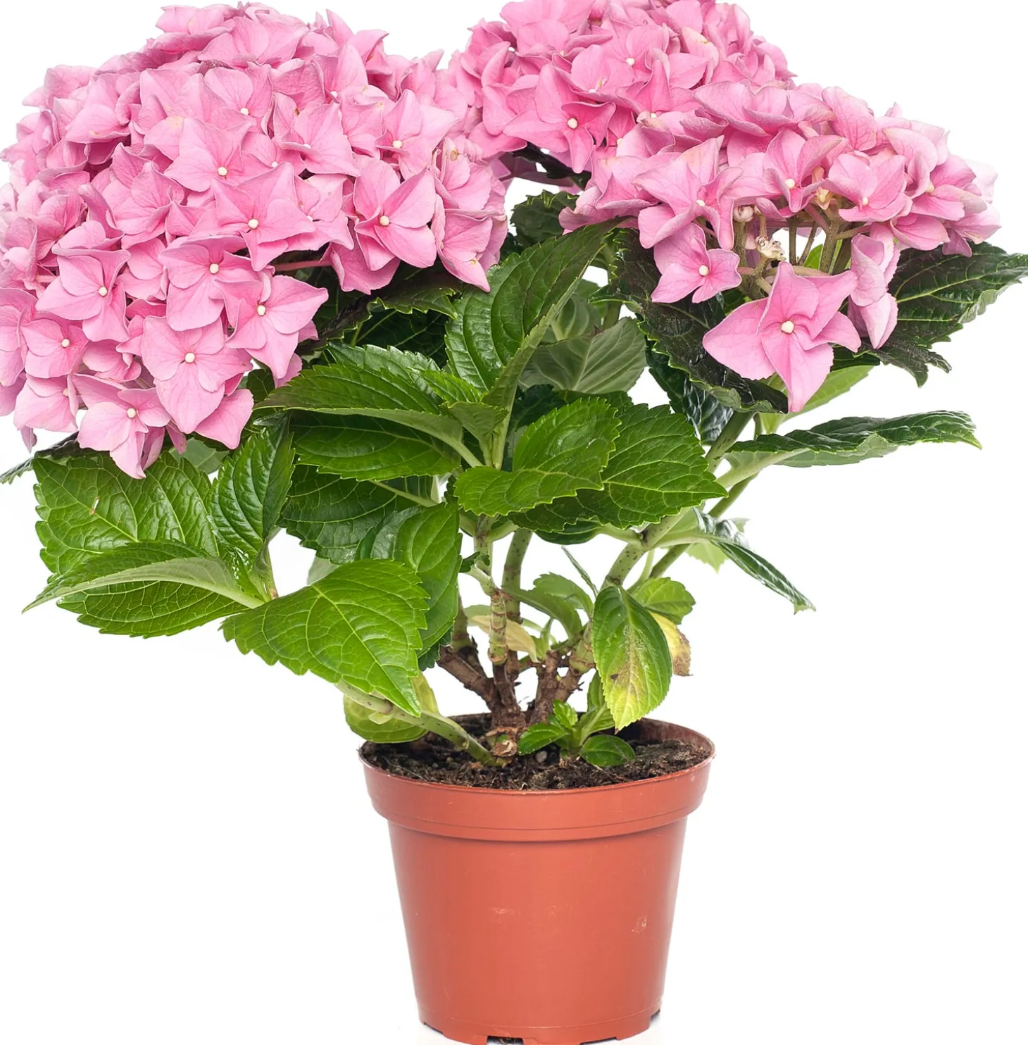 Hortensia (Hydrangea macrophylla) roze D 10 H 20 cm