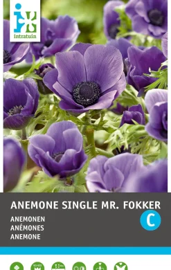 Intratuin Anemoon knol (Anemone single 'Mr. Fokker') 25 stuks
