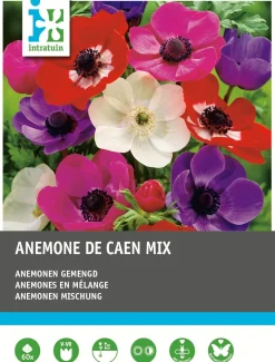 Intratuin Anemoon knol (Anemone 'De Caen') mix 60 stuks