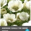 Intratuin Anemoon knol (Anemone single 'The Bride') 25 stuks