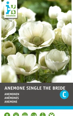 Intratuin Anemoon knol (Anemone single 'The Bride') 25 stuks