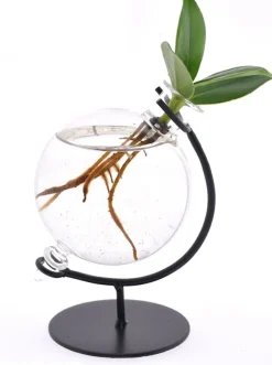 Intratuin Arrangement Clusia (Clusia) in glazen bol D 5 H 10 cm