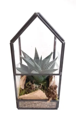 Intratuin Arrangement glashuisje met succulent 8 x 8 x 16 cm