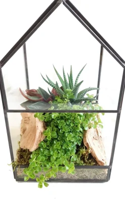 Intratuin Arrangement plantenkasje met kamerplanten D 12 H 21 cm