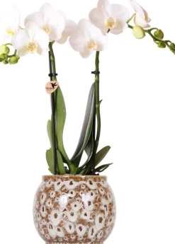 Intratuin Arrangement Safari Vlinderorchidee (Phalaenopsis) in pot D 9 H 40 cm