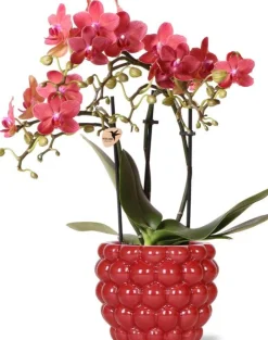 Intratuin Arrangement Vlinderorchidee (Phalaenopsis) in bessenpot rood D 9 H 40 cm