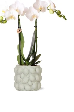 Intratuin Arrangement Vlinderorchidee (Phalaenopsis) in fruitpot D 9 H 40 cm