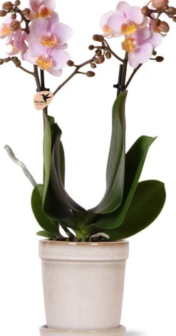 Intratuin Arrangement Vlinderorchidee (Phalaenopsis) in pot wit D 9 H 40 cm