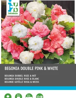 Intratuin Begonia dubbelbloeiende knol (Begonia) roze wit 6 stuks