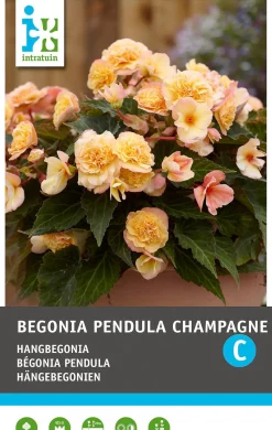 Intratuin Begonia knol (Begonia grandiflora 'Champagne') 3 stuks
