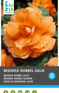 Intratuin Begonia knol (Begonia grandiflora 'Salmon') 3 stuks