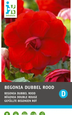 Intratuin Begonia knol (Begonia grandiflora) rood 3 stuks