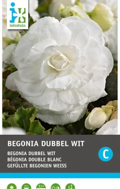 Intratuin Begonia knol (Begonia grandiflora White) 3 stuks