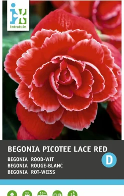 Intratuin Begonia knol (Begonia 'Picotee Lace Red') 3 stuks