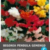 Intratuin Begonia knol (Begonia pendula) gemengd 3 stuks