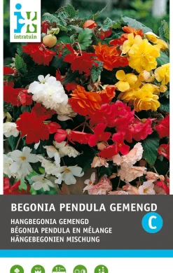 Intratuin Begonia knol (Begonia pendula) gemengd 3 stuks