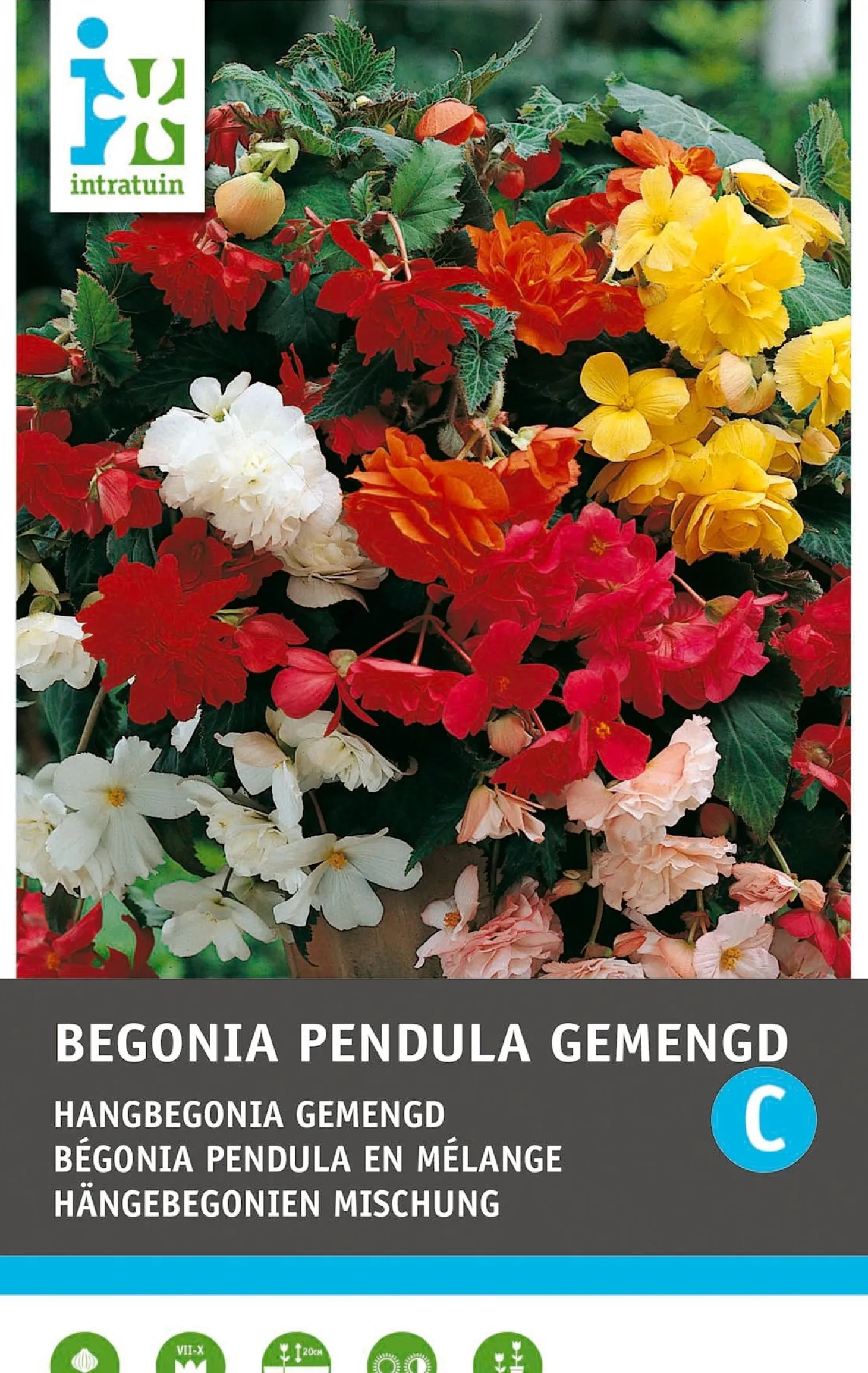 Intratuin Begonia knol (Begonia pendula) gemengd 3 stuks