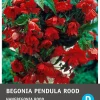 Intratuin Begonia knol (Begonia pendula) rood 3 stuks