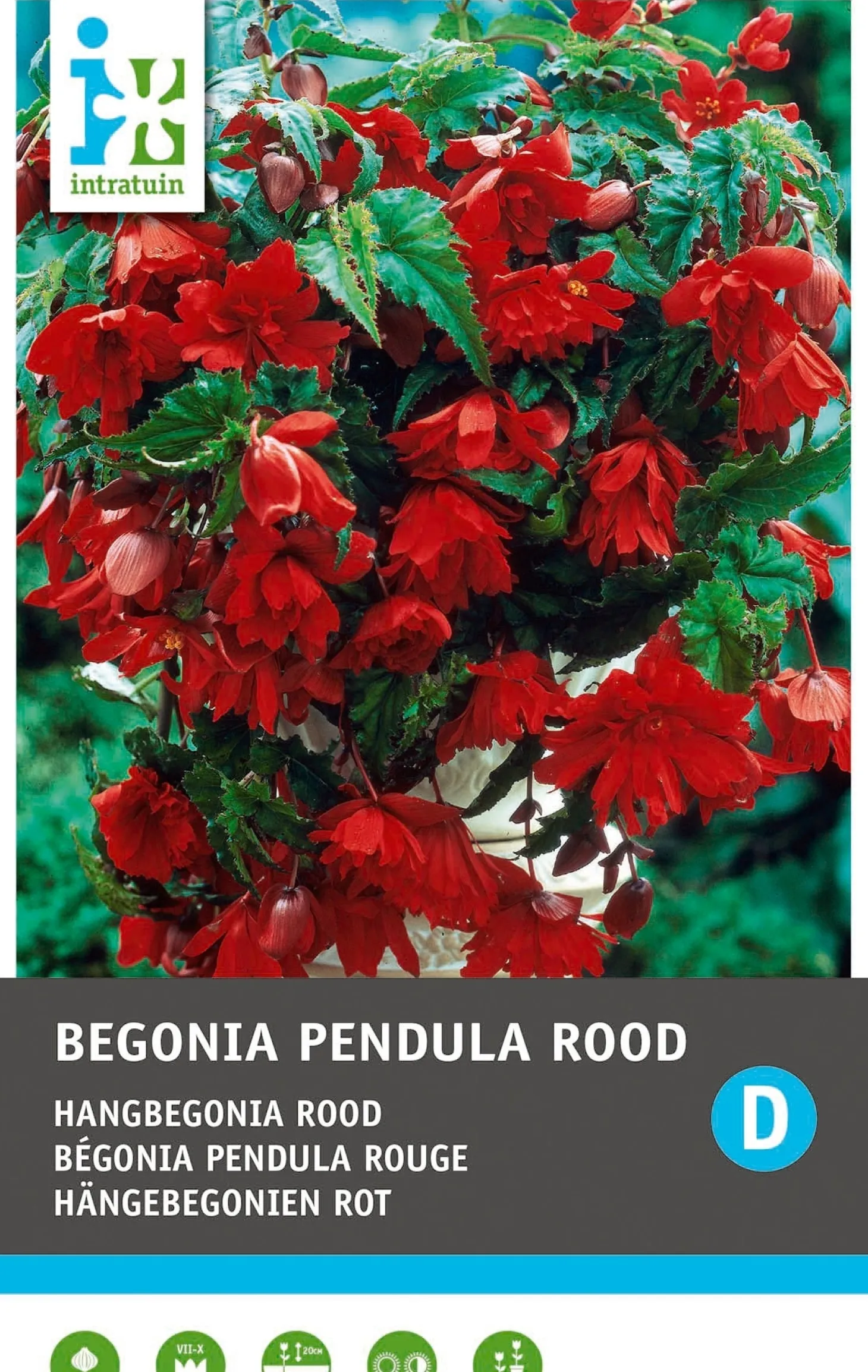 Intratuin Begonia knol (Begonia pendula) rood 3 stuks