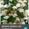 Intratuin Begonia knol (Begonia pendula) wit 3 stuks